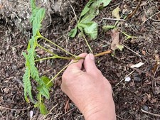 5 Conker Tree Horse Chestnut  You Will Receive 5 In Total