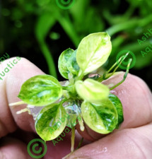 Anubias nana marble - in, vitro