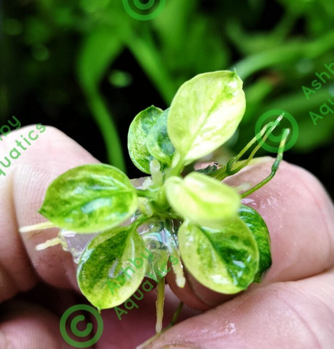 Anubias nana marble vitro - nana,