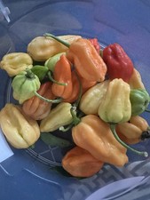 10 Fresh Naga Bhut