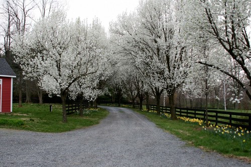 Bradford pear - bradford, (callery