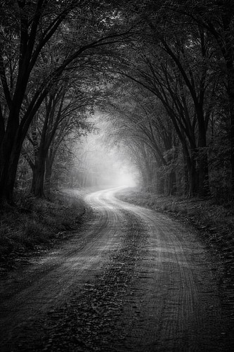 8x10 photo print - print, trees