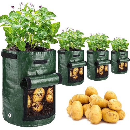 4pack gallon potato - potato, grow