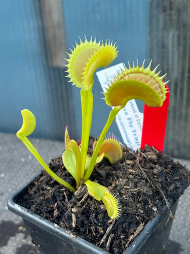 Venus fly trap dracula - fly,