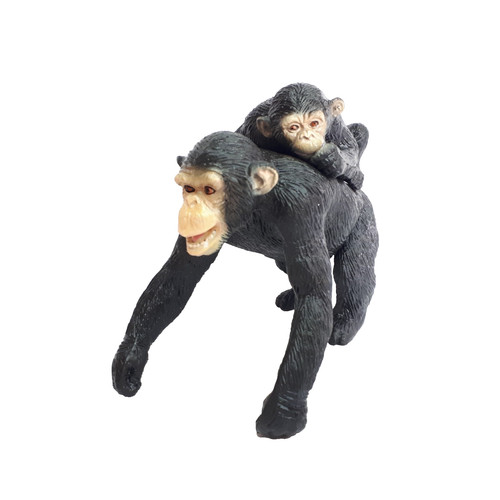 Aaa chimp chimpanzee adult - aaa,