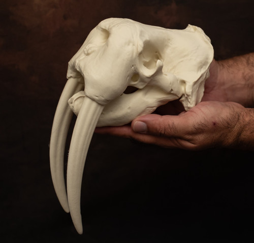 Walrus skull replica giant - walrus,