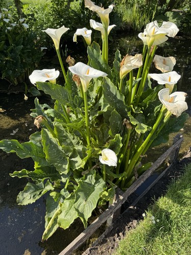 Rare zantedeschia hercules - zantedeschia, hercules/