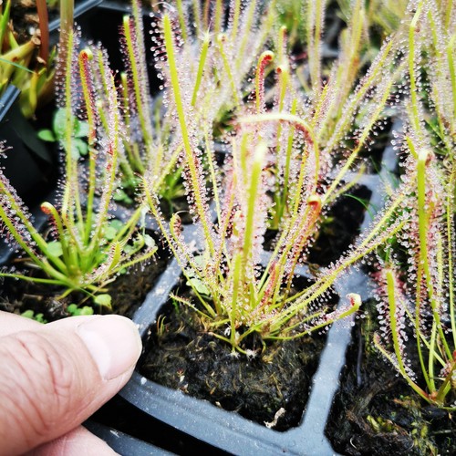 Drosera hybrida