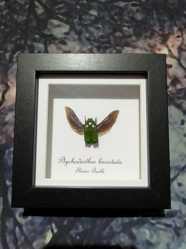 Flower beetle - a2,