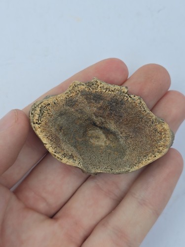 Amia fossil fish vertebra hell - amia,