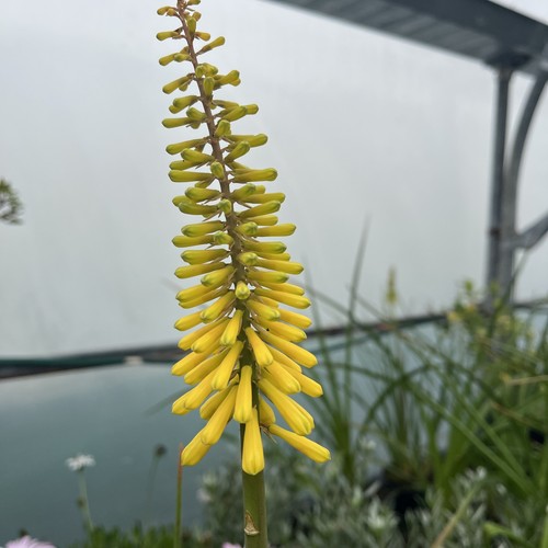 Kniphofia minister - kniphofia, ‘minister