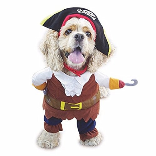 Funny pet dog cat - funny, clothes
