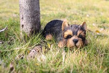 Sleeping yorkshire terrier - yorkshire,
