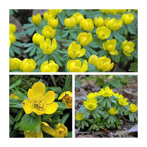 Winter aconites flower bulbs - winter,