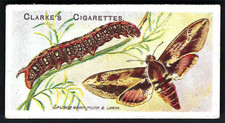 CLARKE - BUTTERFLIES & MOTHS -