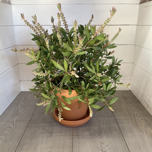 Large terracotta pot and - pot,