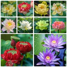 60 Pcs Mix Bonsai Bowl Lotus