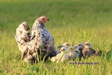 10+ Fertile Show Quality