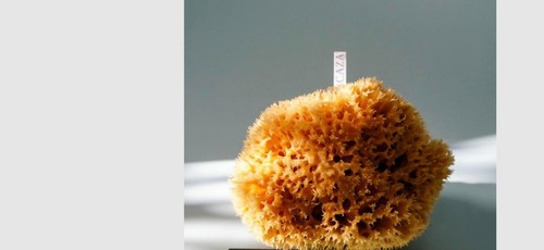 Large natural sponges for - sponges,