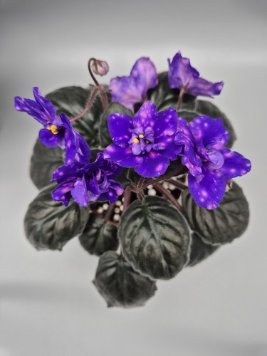 African violet standard - violet,