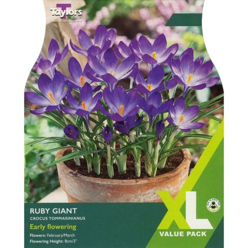 Taylors ruby giant crocus - 50,
