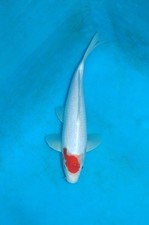 11" Tancho Kohaku A** Koi Carp