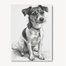 Jack Russell Pencil Drawing