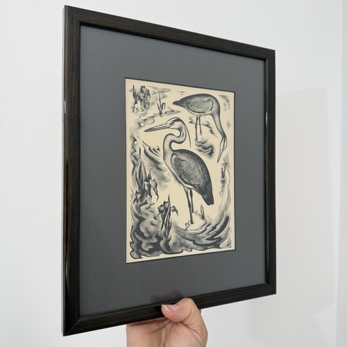 Herons birds framed lithograph - birds,