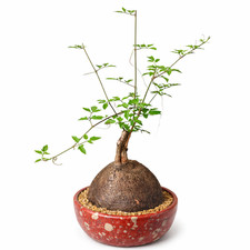 Cyphostemma elephantopus 100