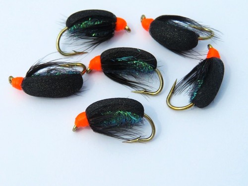 Coch bonddu beetles - y,