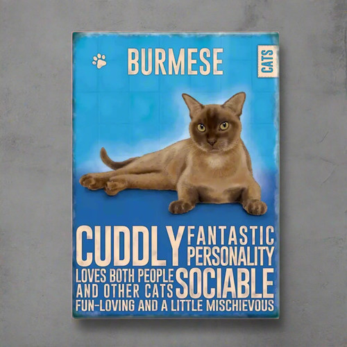 Burmese cat cute - cat, fun