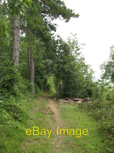 Photo 6x4 woodland - photo, track