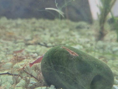 Live freshwater aquarium - live,