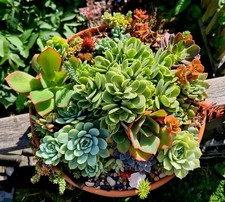 10 succulent leaf cuttings | random colours and sizes | grow your own plant!