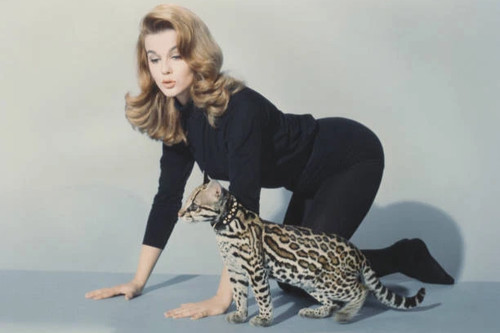 Ann margret 4x6 photo - ann,