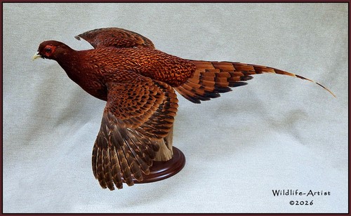 Copper pheasant taxidermy - copper,