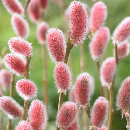 Winter flowering shrub - winter,