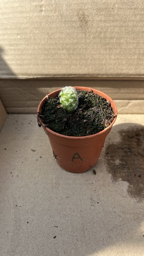 Mammillaria vetula subsp