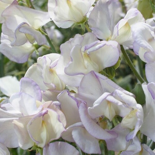 Sweet pea kings high scent - kings,