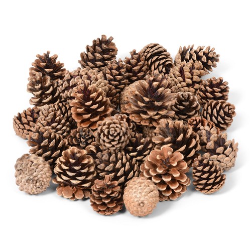 Natural pine cones - natural, by