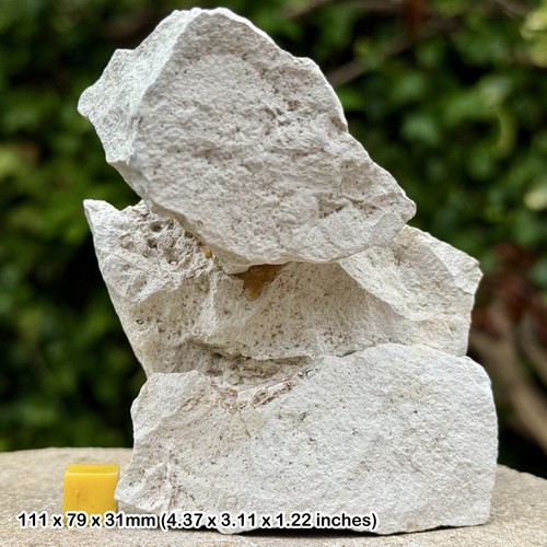 Rare fossil crab - fossil, &