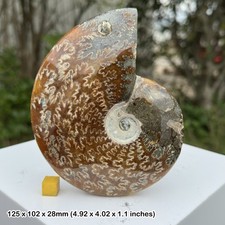 Polished ammonite, large