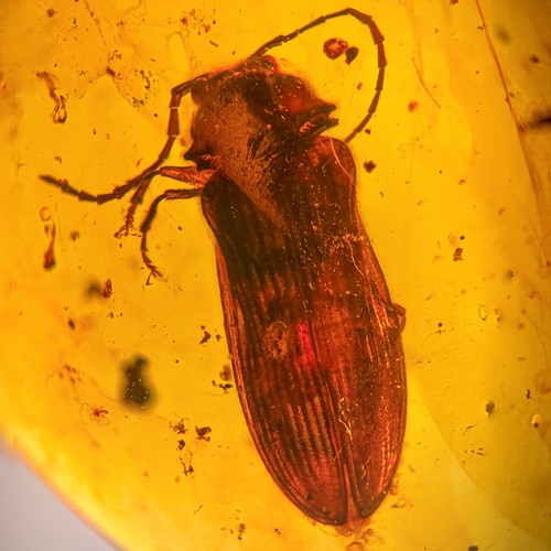Burmese amber fossil large - amber, fossil:
