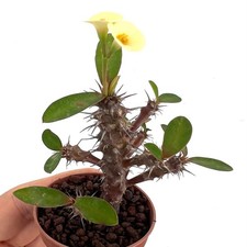 Euphorbia milii YELLOW CREAM |