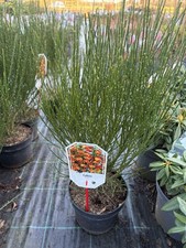 Cytisis Lena 3 Litre Pot Large