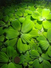 2xxl Quality Dwarf water lettuce Pistia Stratiotes Floating aquarium pond plant