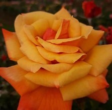 Rose Bush 'Remember Me' Hybrid