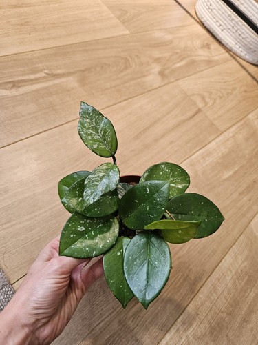 Hoya carnosa freckled splash - hoya,