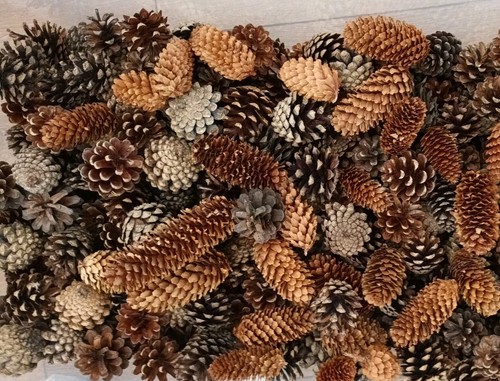 Mixed pine fir - fir, cones