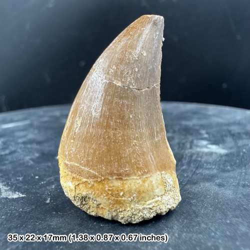 Mosasaur tooth fossil - mosasaur,